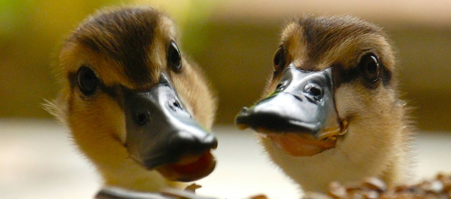 A close up picture of two ducking heads, photo Kerin Gedge
